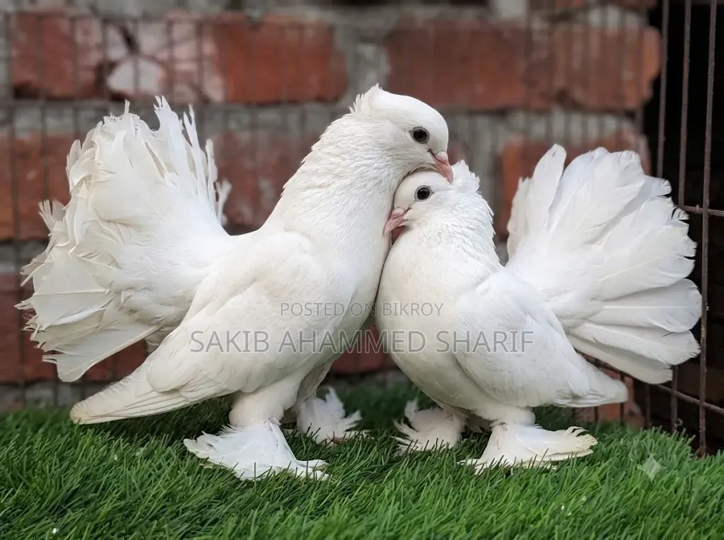 Indian Fantail Pigeon. Peacock Pigeon Laksha Pigeon