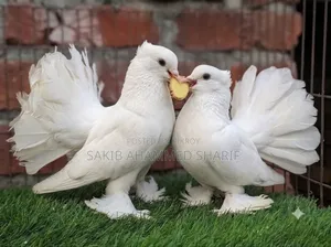 Indian Fantail Pigeon. Peacock Pigeon Laksha Pigeon