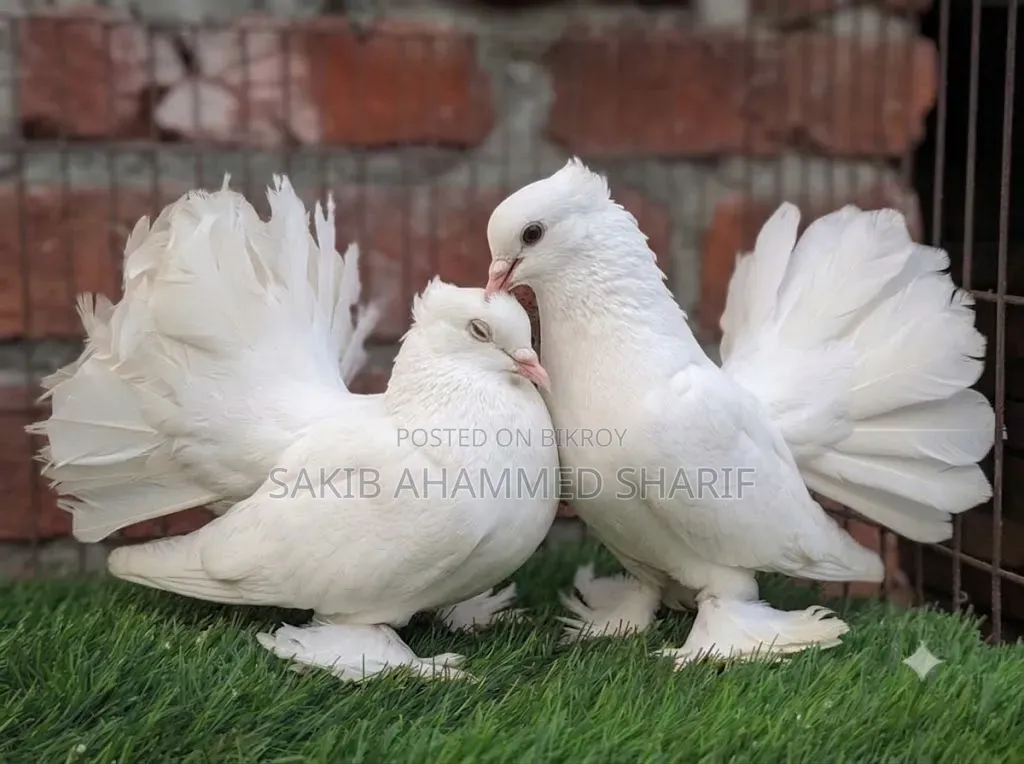Indian Fantail Pigeon. Peacock Pigeon Laksha Pigeon