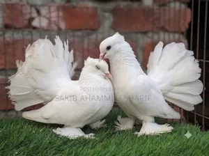 Indian Fantail Pigeon. Peacock Pigeon Laksha Pigeon