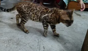 1+ Year Male Purebred Bengal