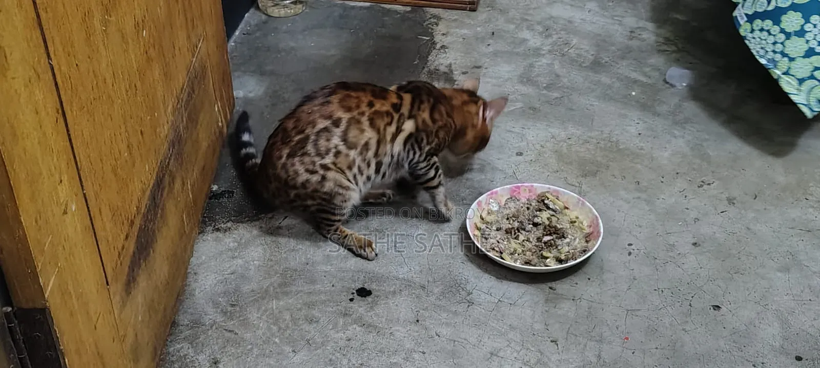 1+ Year Male Purebred Bengal