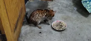 1+ Year Male Purebred Bengal