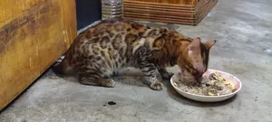 1+ Year Male Purebred Bengal