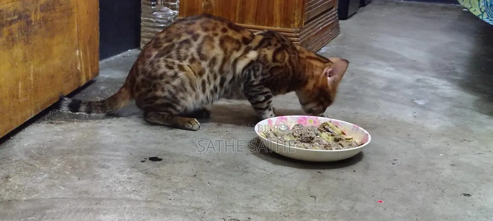 1+ Year Male Purebred Bengal