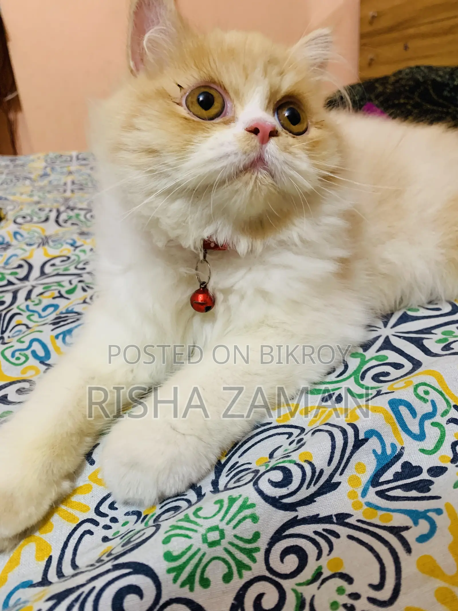 ৬-১২ মাসের নর খাঁটি পার্সিয়ান
