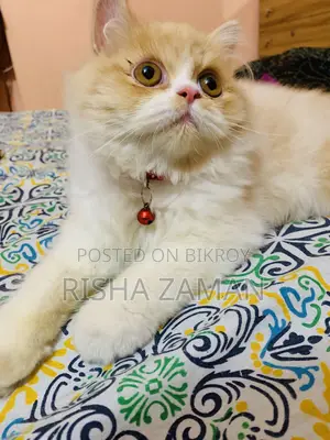 ৬-১২ মাসের নর খাঁটি পার্সিয়ান