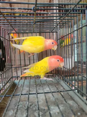 Lovebirds (Female)