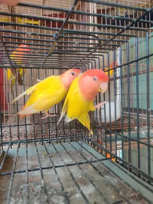 Lovebirds (Female)