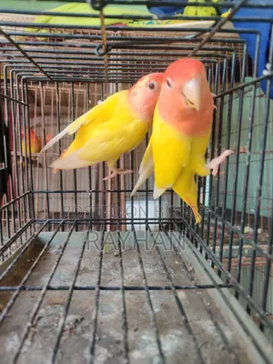 Lovebirds (Female)