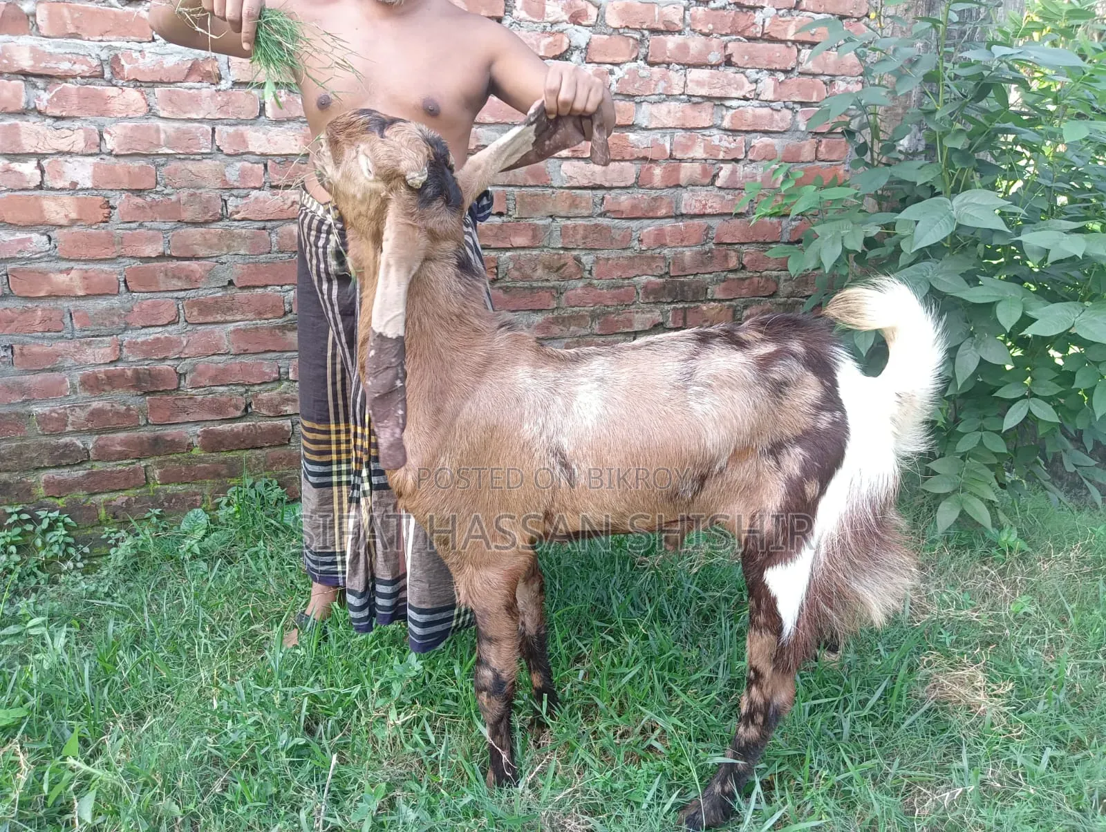 ছাগল বিক্রি