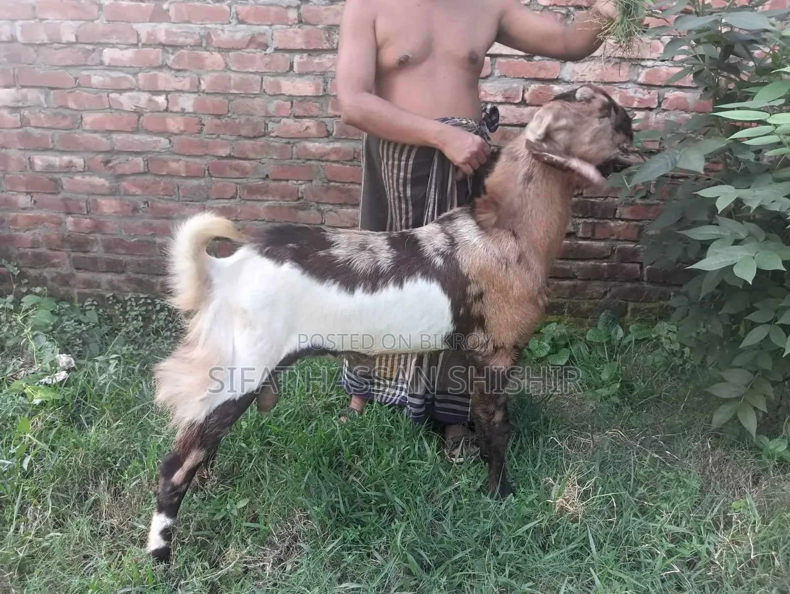 ছাগল বিক্রি