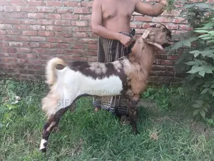 ছাগল বিক্রি