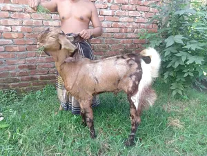 ছাগল বিক্রি