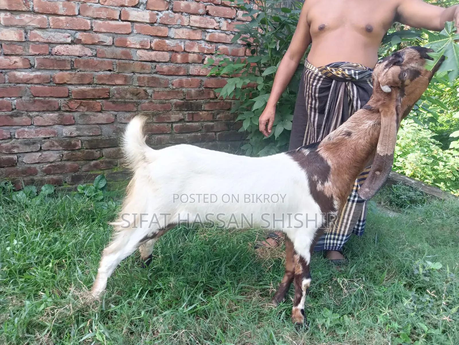 ছাগল বিক্রি