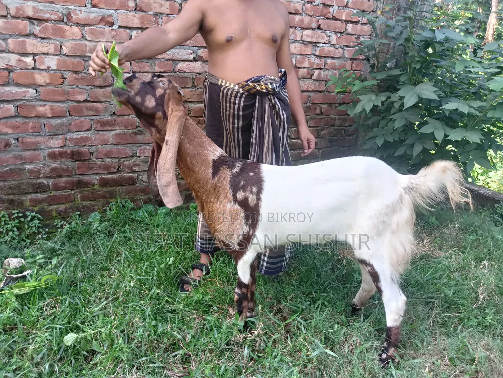 ছাগল বিক্রি