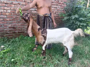 ছাগল বিক্রি