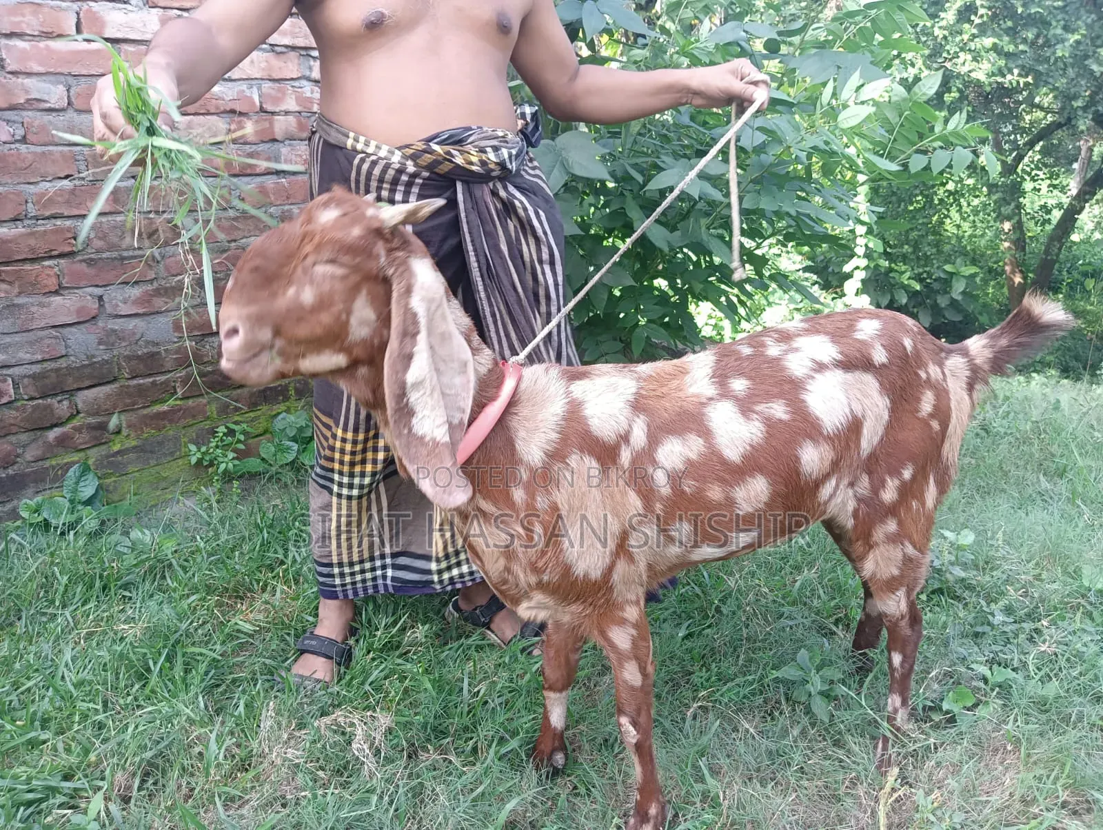 ছাগল বিক্রি