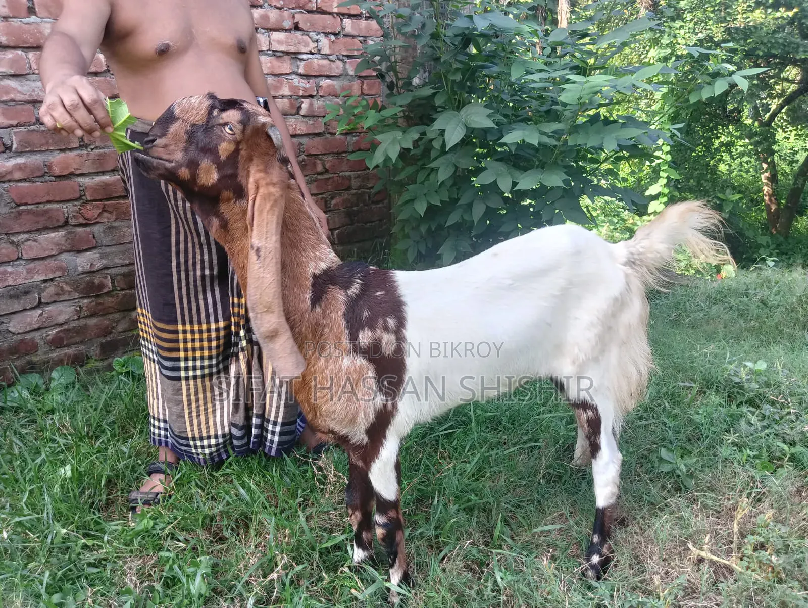 ছাগল বিক্রি