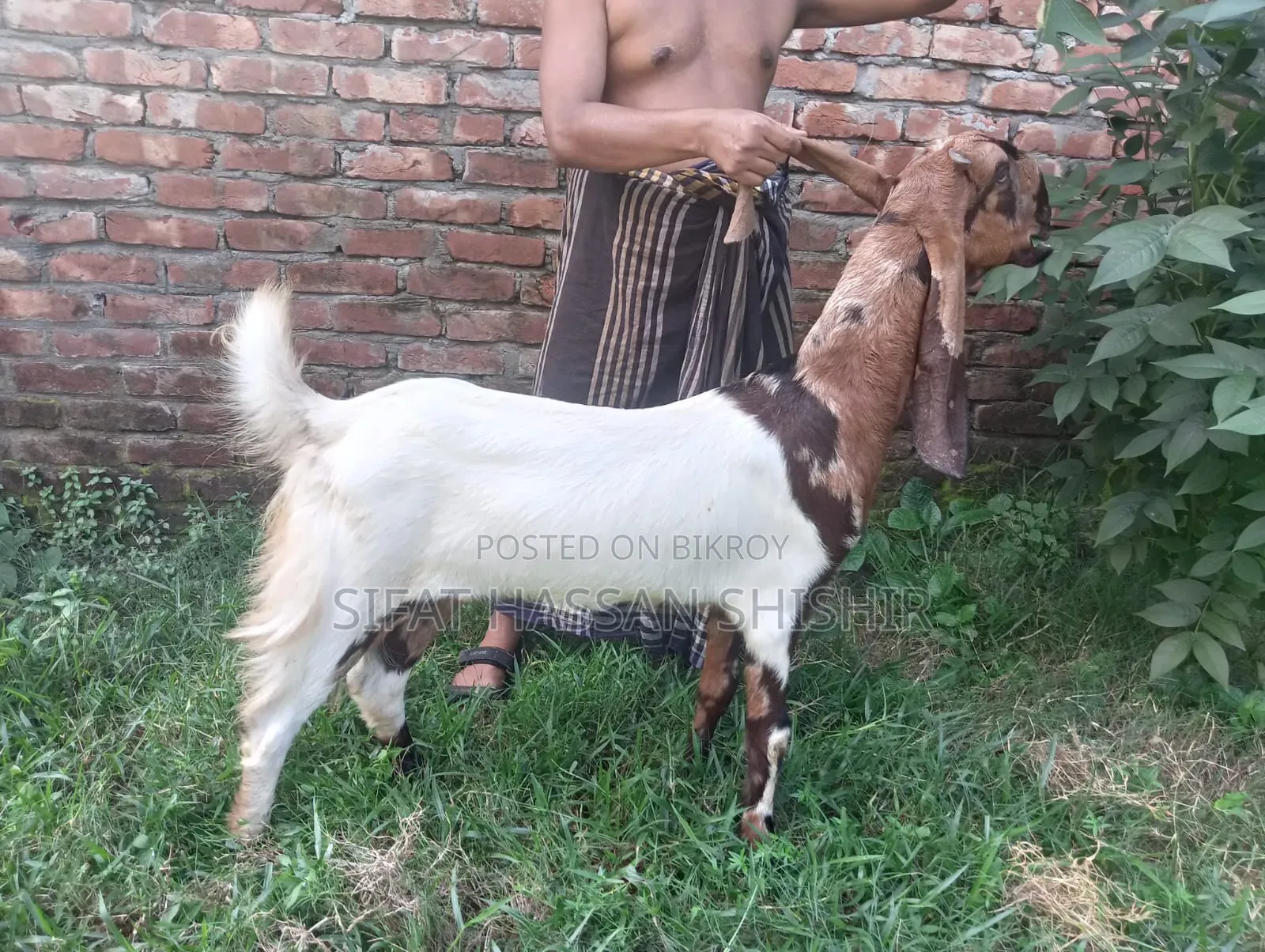ছাগল বিক্রি