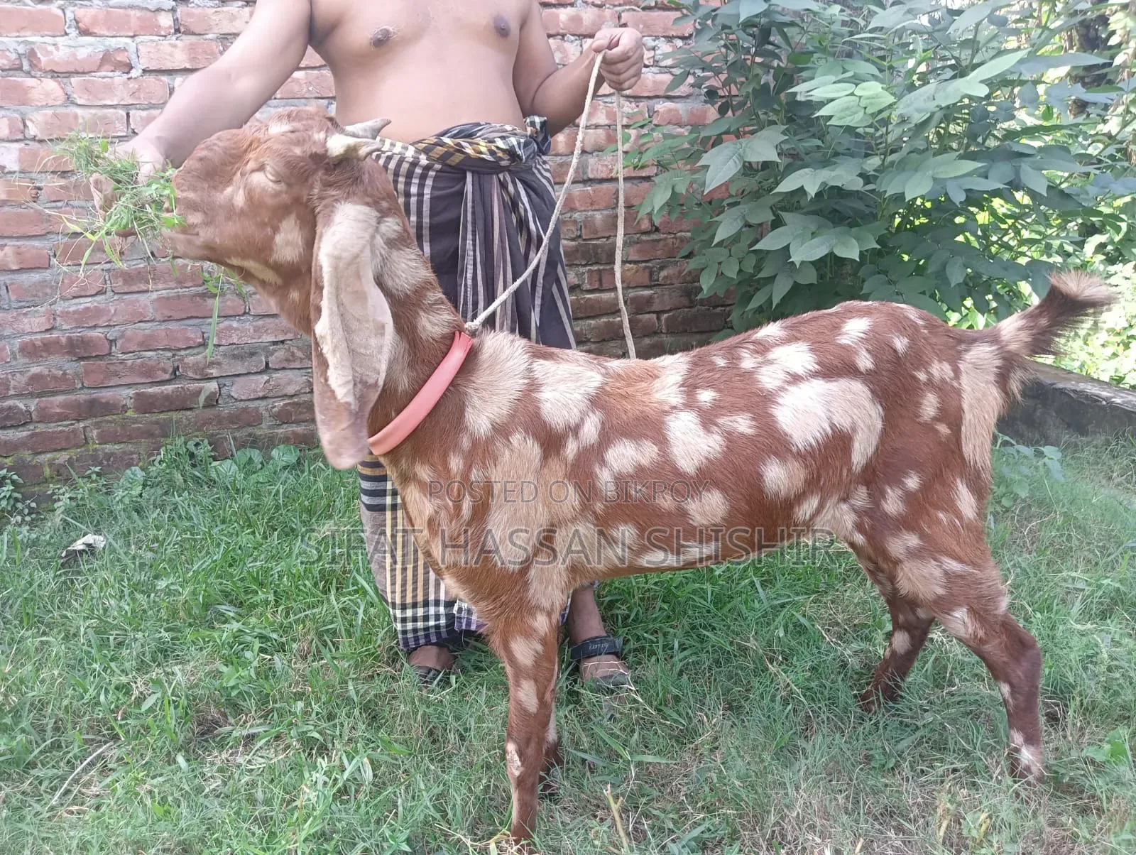 ছাগল বিক্রি