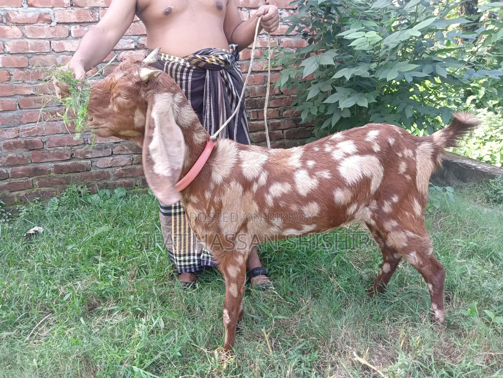 ছাগল বিক্রি