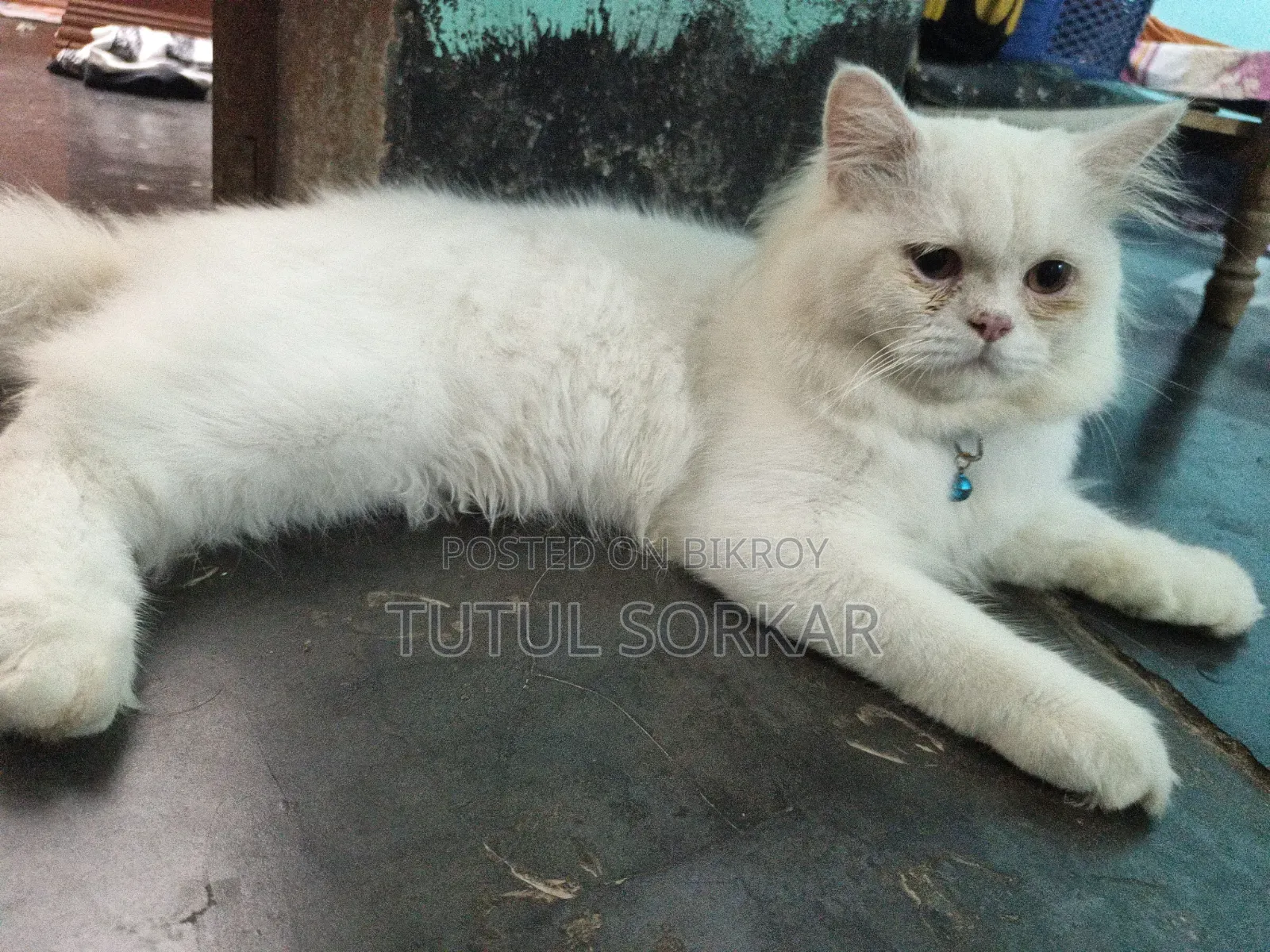 ৬-১২ মাসের নর খাঁটি পার্সিয়ান