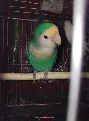 E-comm Turquoise Mutation Rosy-Faced Lovebird
