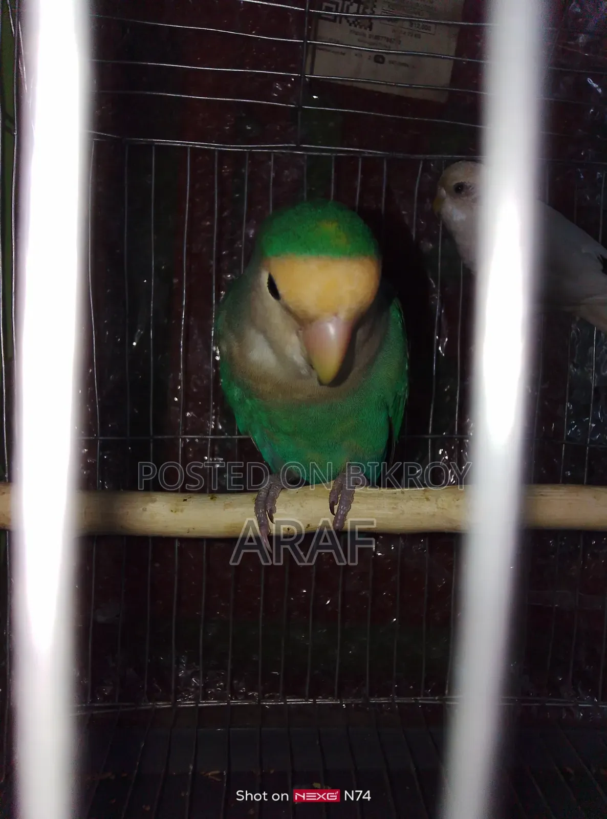 E-comm Turquoise Mutation Rosy-Faced Lovebird