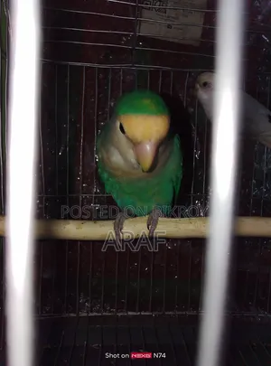 E-comm Turquoise Mutation Rosy-Faced Lovebird