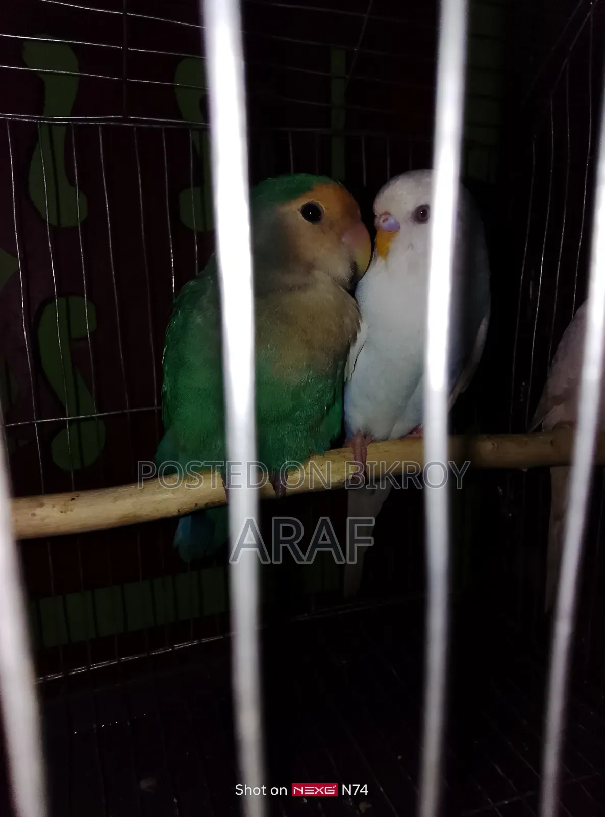 E-comm Turquoise Mutation Rosy-Faced Lovebird