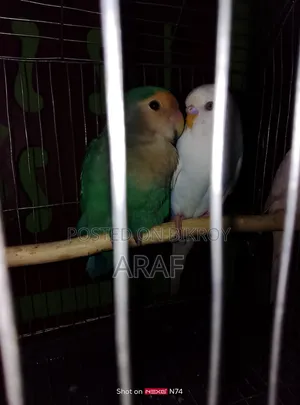 E-comm Turquoise Mutation Rosy-Faced Lovebird