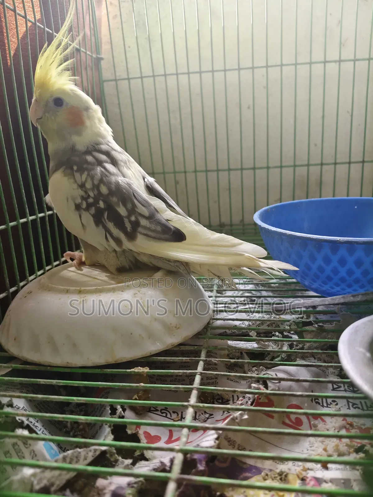 3 Cockatiel Birds
