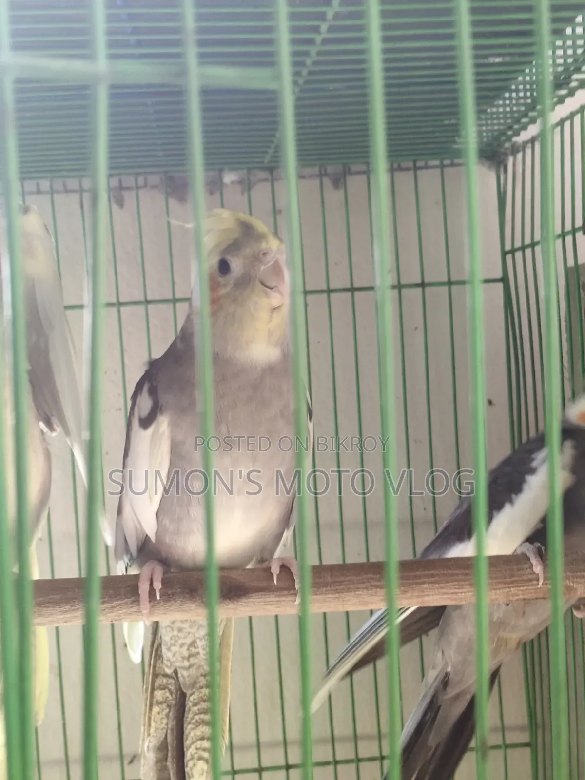 3 Cockatiel Birds