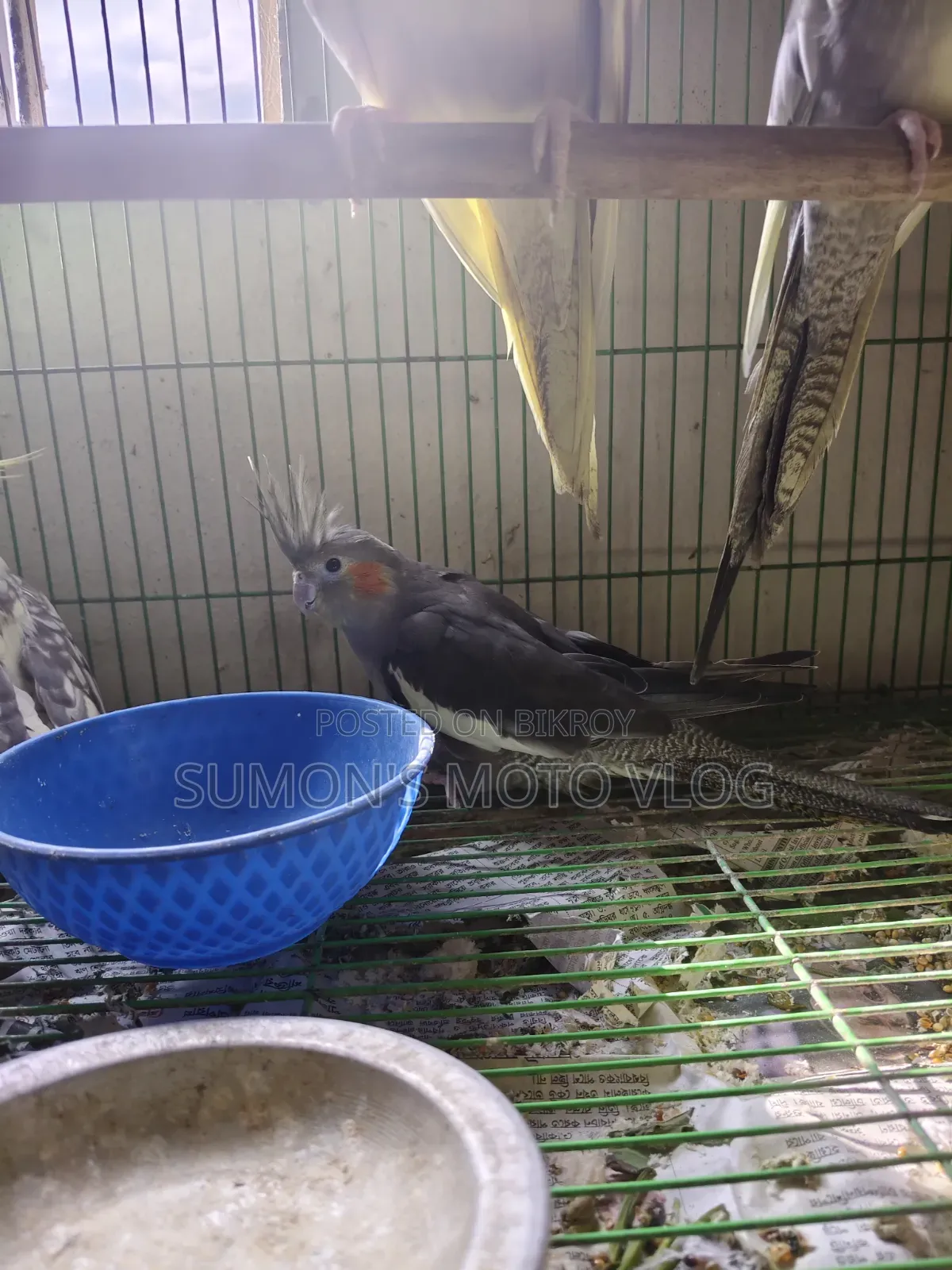 3 Cockatiel Birds