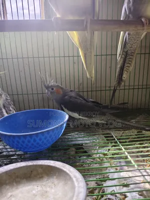 3 Cockatiel Birds