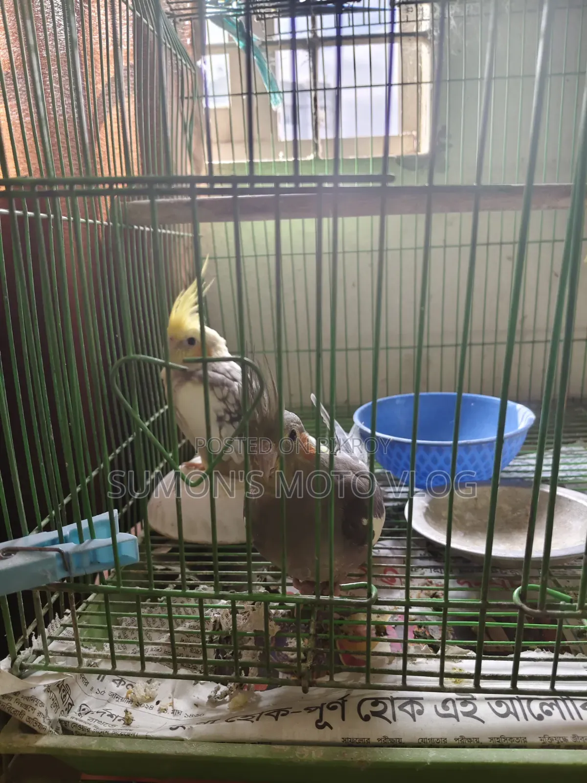 3 Cockatiel Birds