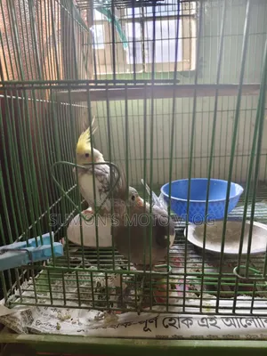 3 Cockatiel Birds