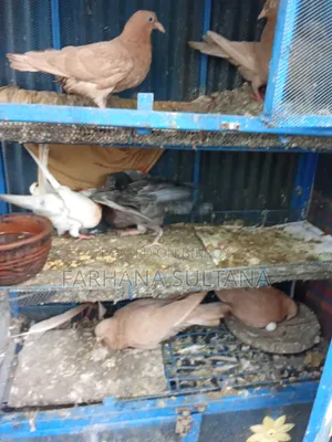 একটা রানিং মাদি কবুতর