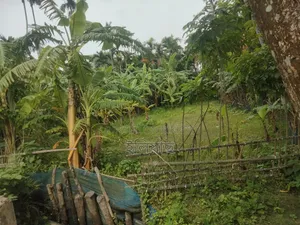 Will sell due to need for money, those who need it can take it, beside the main road