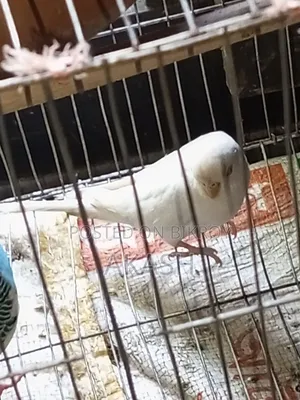 বাজিগার পাখি
