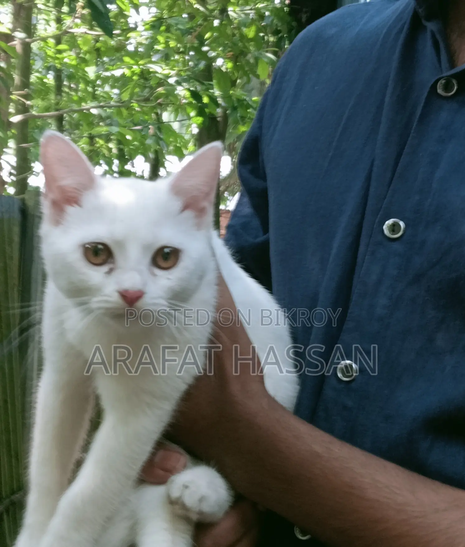 3-6 Months Female Mixed Breed Persian