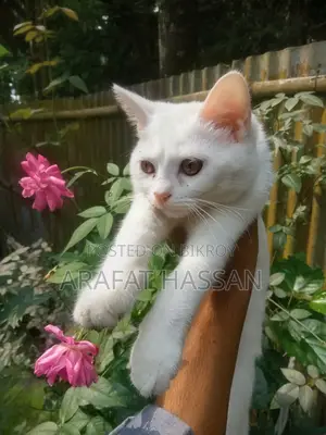 3-6 Months Female Mixed Breed Persian
