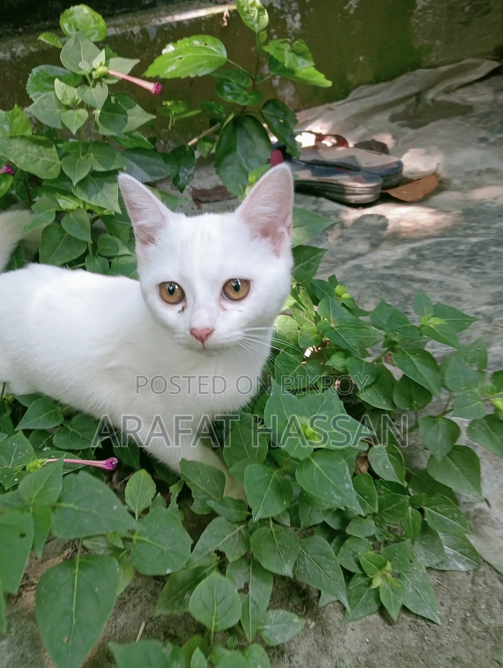 3-6 Months Female Mixed Breed Persian