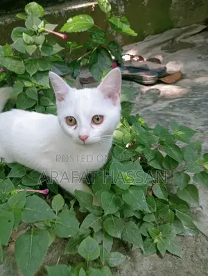 3-6 Months Female Mixed Breed Persian