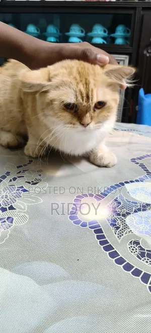 ১+ বছরের স্ত্রী খাঁটি পার্সিয়ান