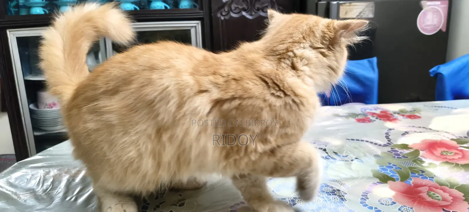 ১+ বছরের স্ত্রী খাঁটি পার্সিয়ান