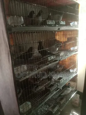 8 Pairs of Pigeons