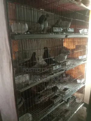 8 Pairs of Pigeons