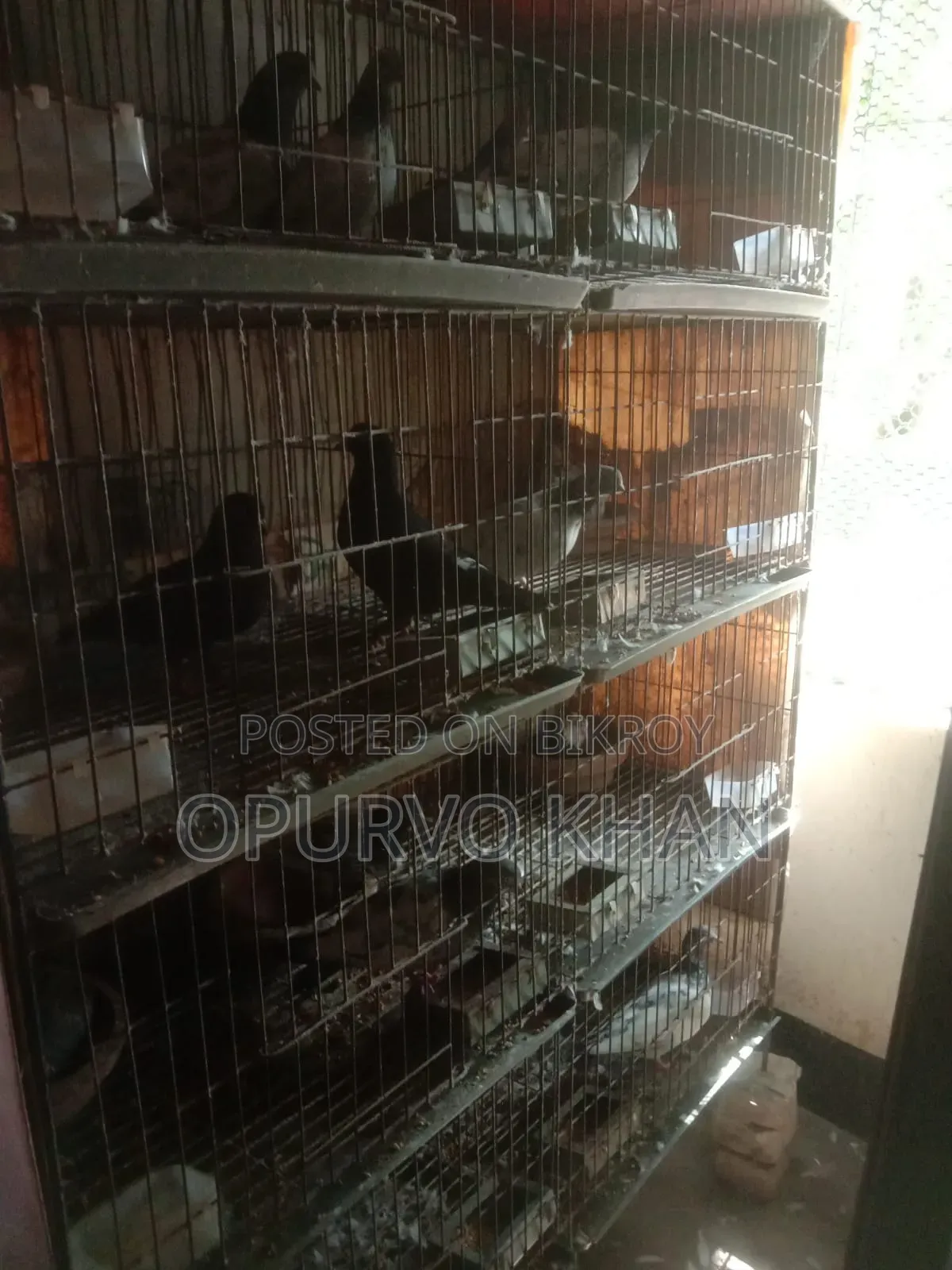 8 Pairs of Pigeons